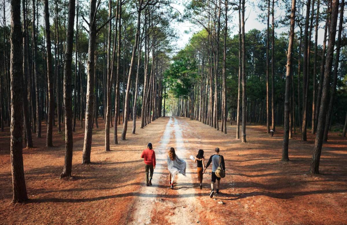 Four friends walking hand-in-hand down a dirt path surrounded by tall pine trees in a sunlit forest.